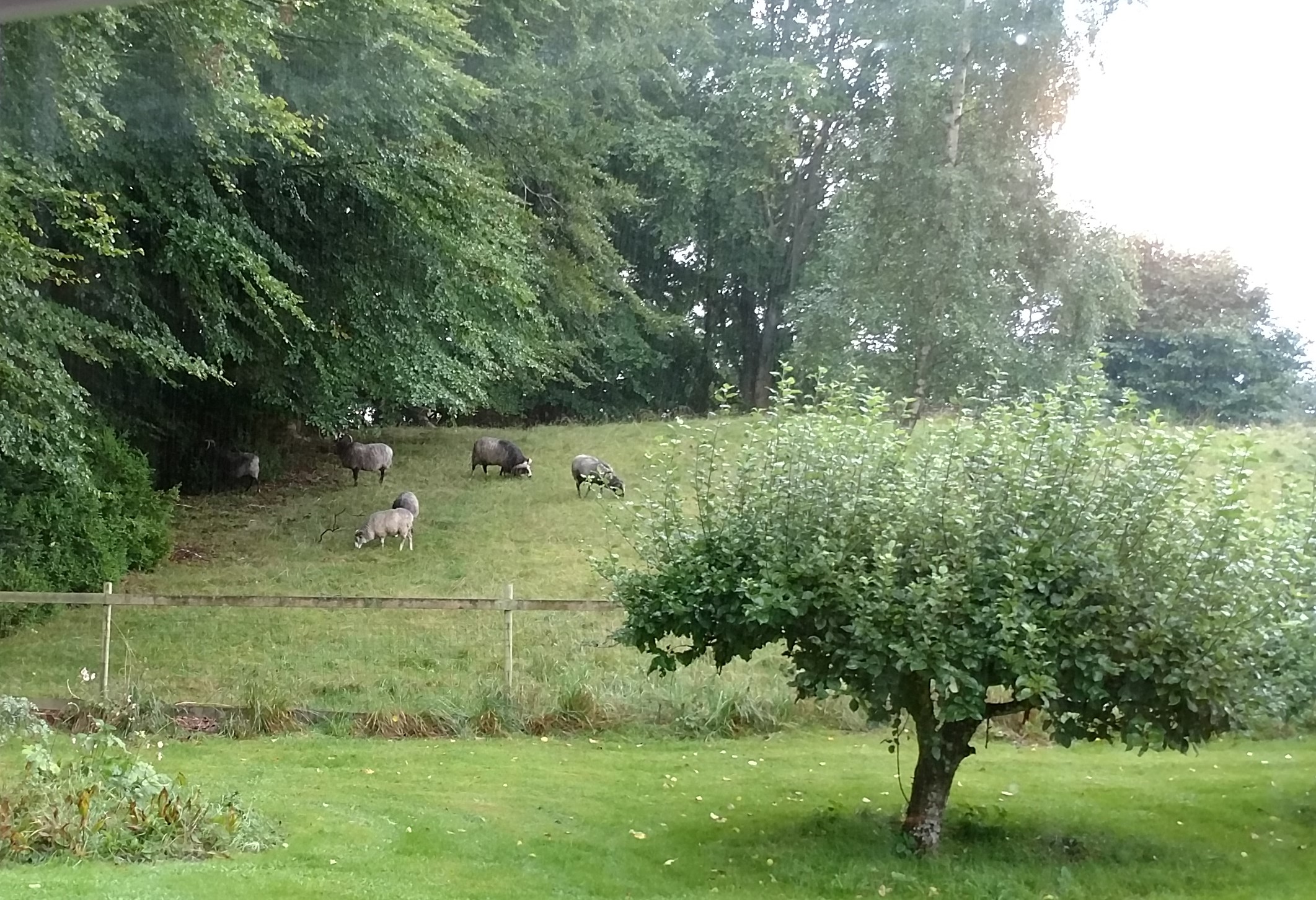 20170913 Fåren hos K o B