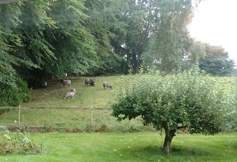20170913 Fåren hos K o B