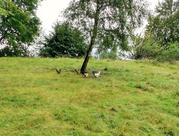 20170913 Hönsen i fårhagen