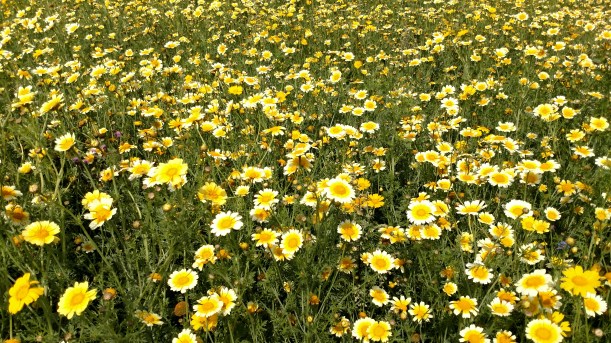 20170801 Chrystahemum på åkern