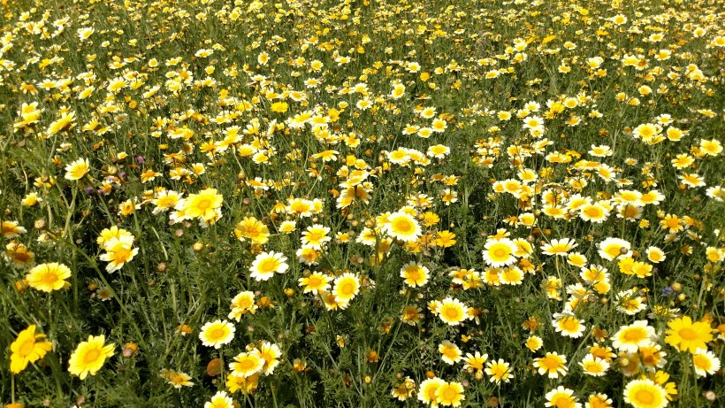 20170801 Chrystahemum på åkern