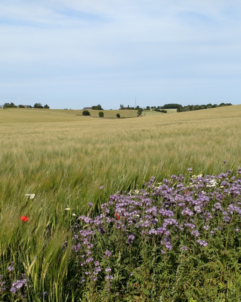 20170706 Österut fr Kobrovägen