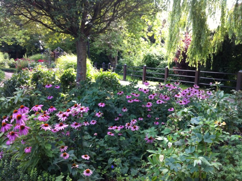 Pionpark m Echinacea (Medium)