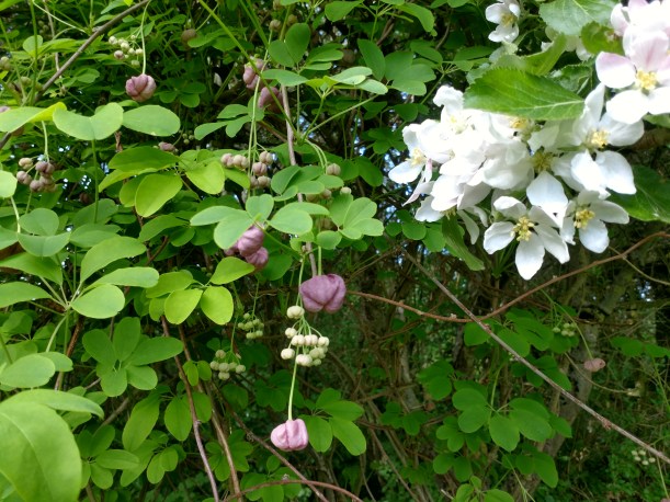 20180515 Akebia o äppelblom