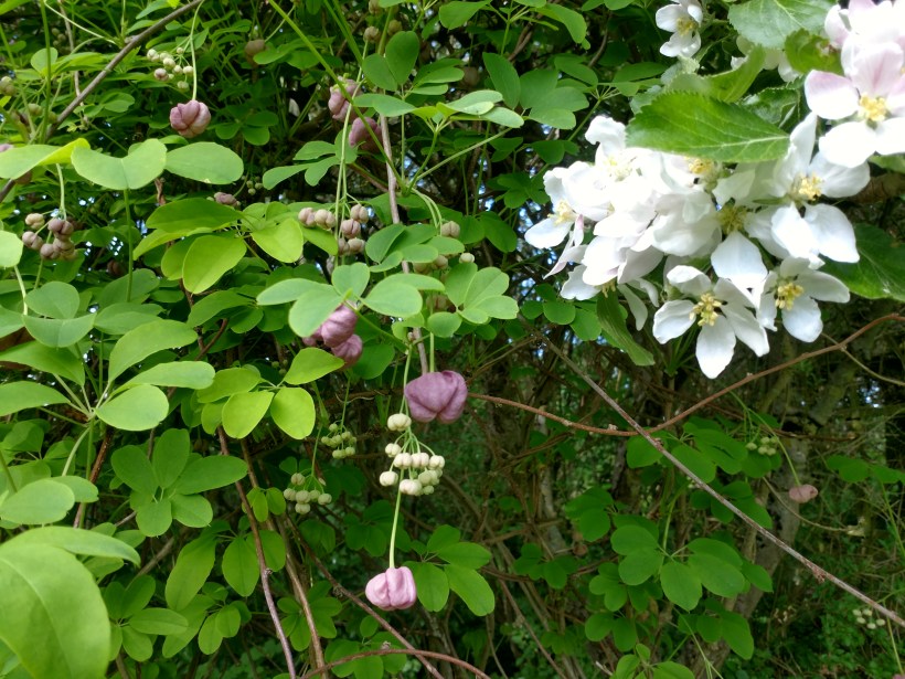 20180515 Akebia o äppelblom