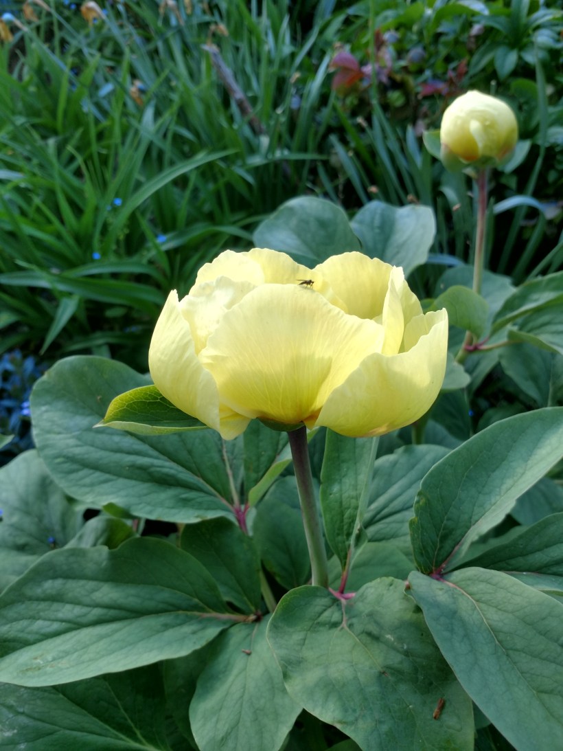 20180515 Fluga o svavelpion