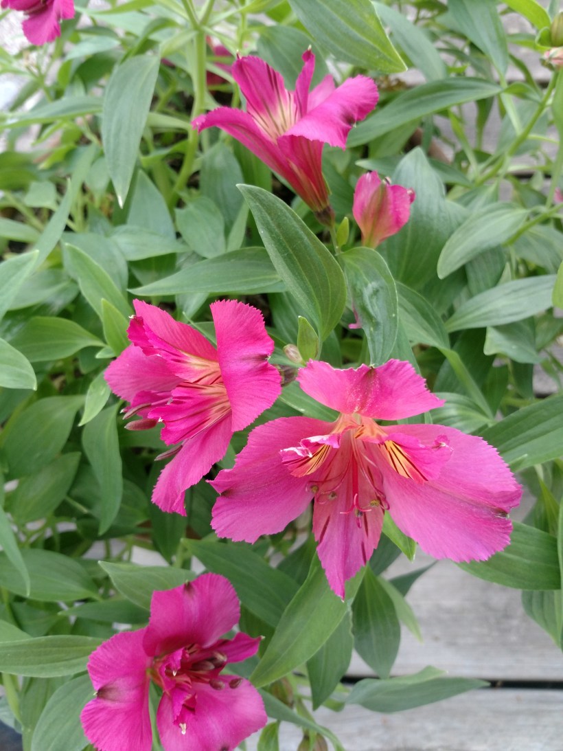 IMG_20180515_184216470