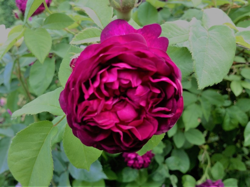 20180611 Alred Colomb