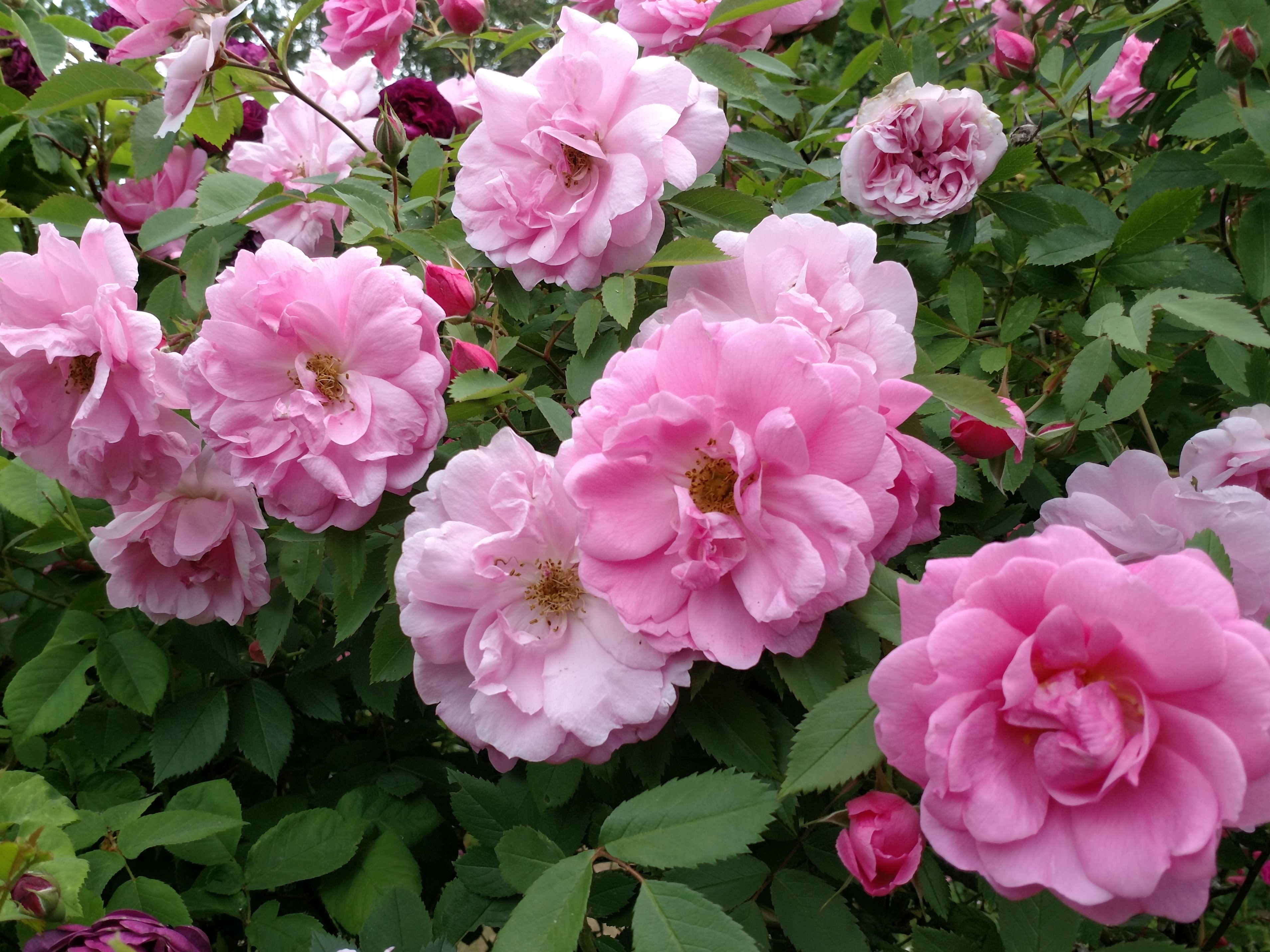 20180611 John Davies