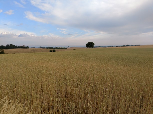 20180712 Sädesfält - glest