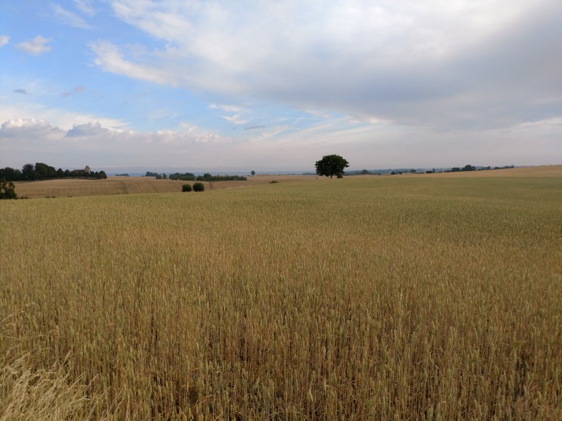 20180712 Sädesfält - glest