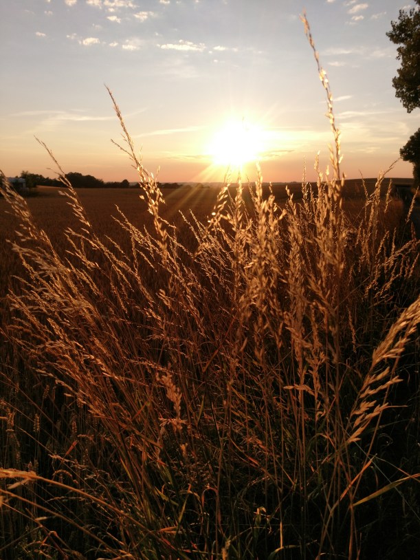 20180716 Solnegång i torkans tid