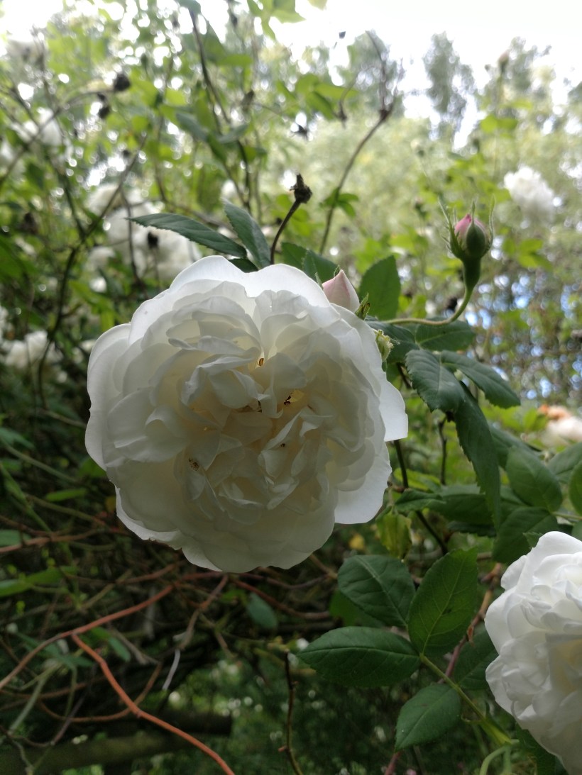 IMG_20180612_173628154