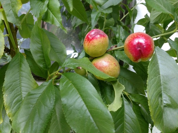 IMG_20180710_171414689