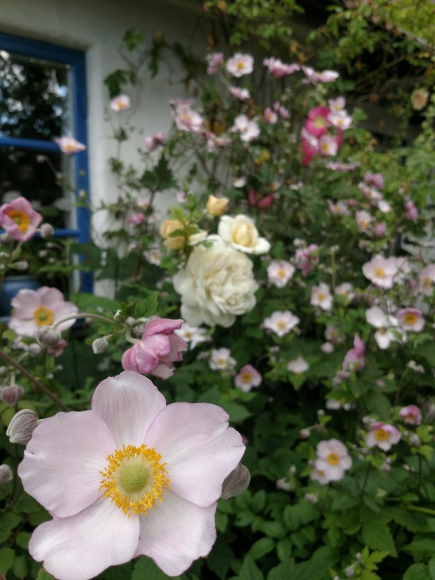 IMG_20180724_111440410