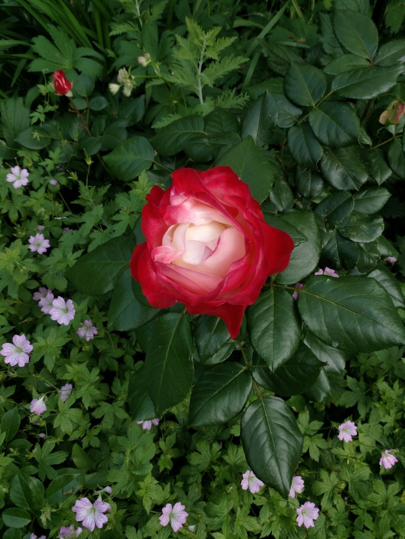 20180624 Nostaligie o nävor