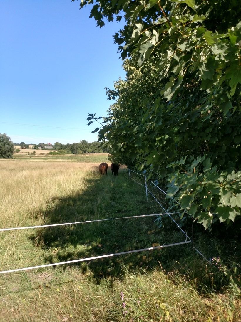 20180807 Hästar söker skugga