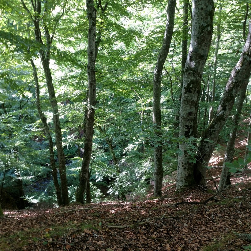 20180826 Forsakar kvadrat