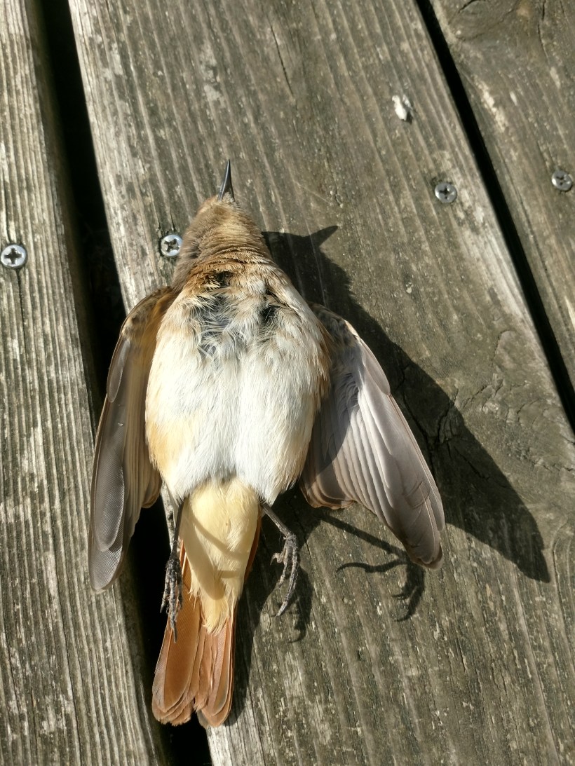 20180920 Rödstjärt på rygg