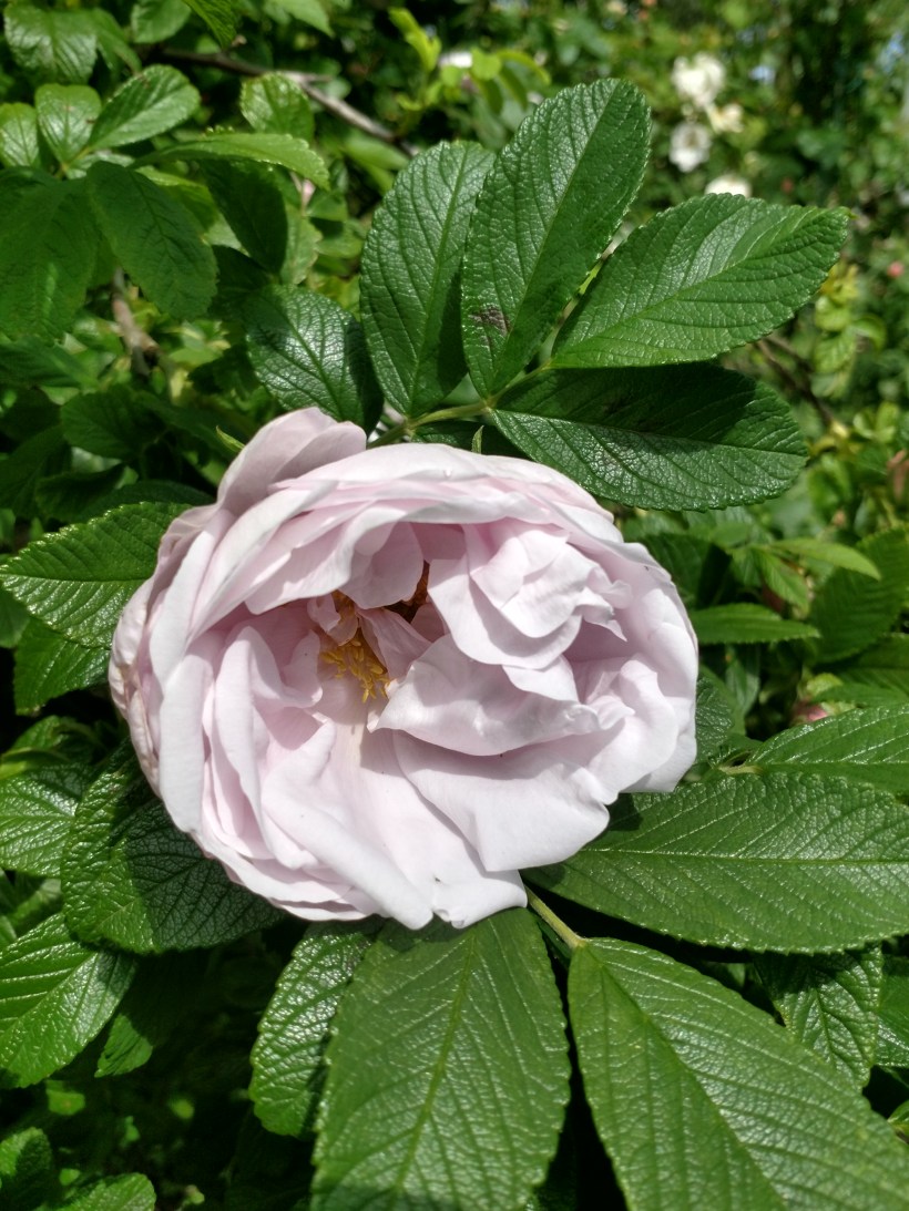 20190613 Schneekoppe