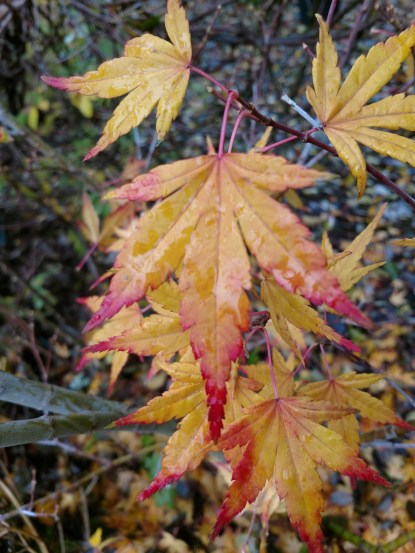 IMG_20181113_112810796