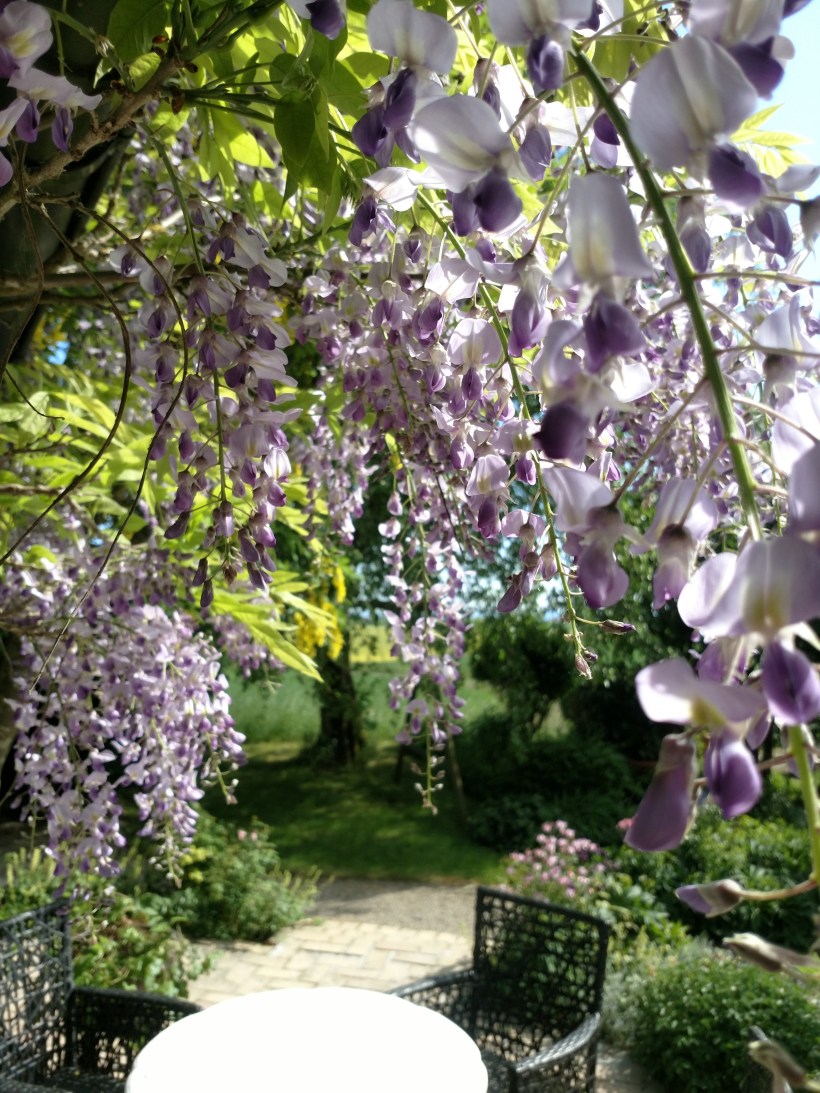 20180525 Blåregn Formosa