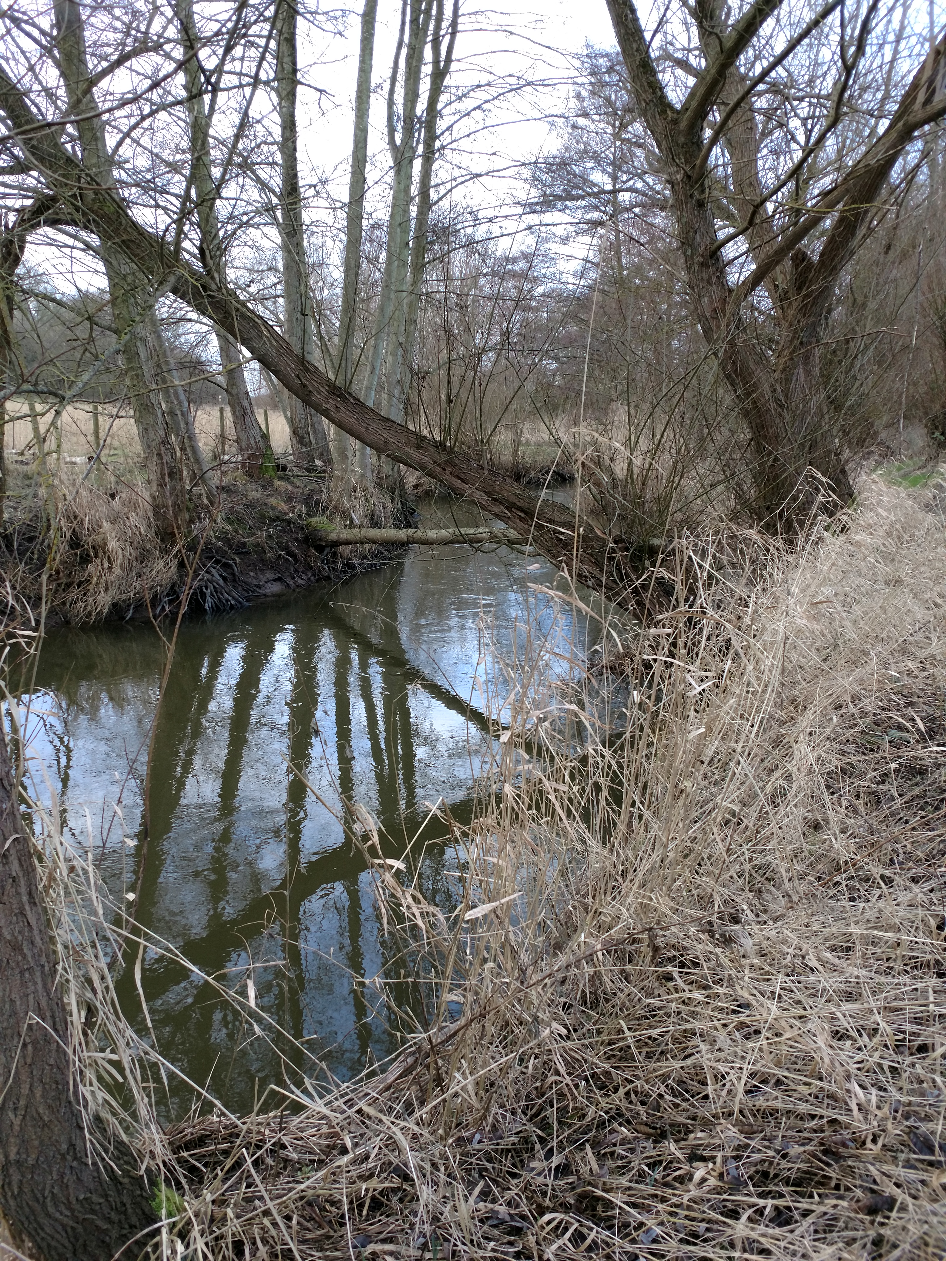 20200125 Stock över ån